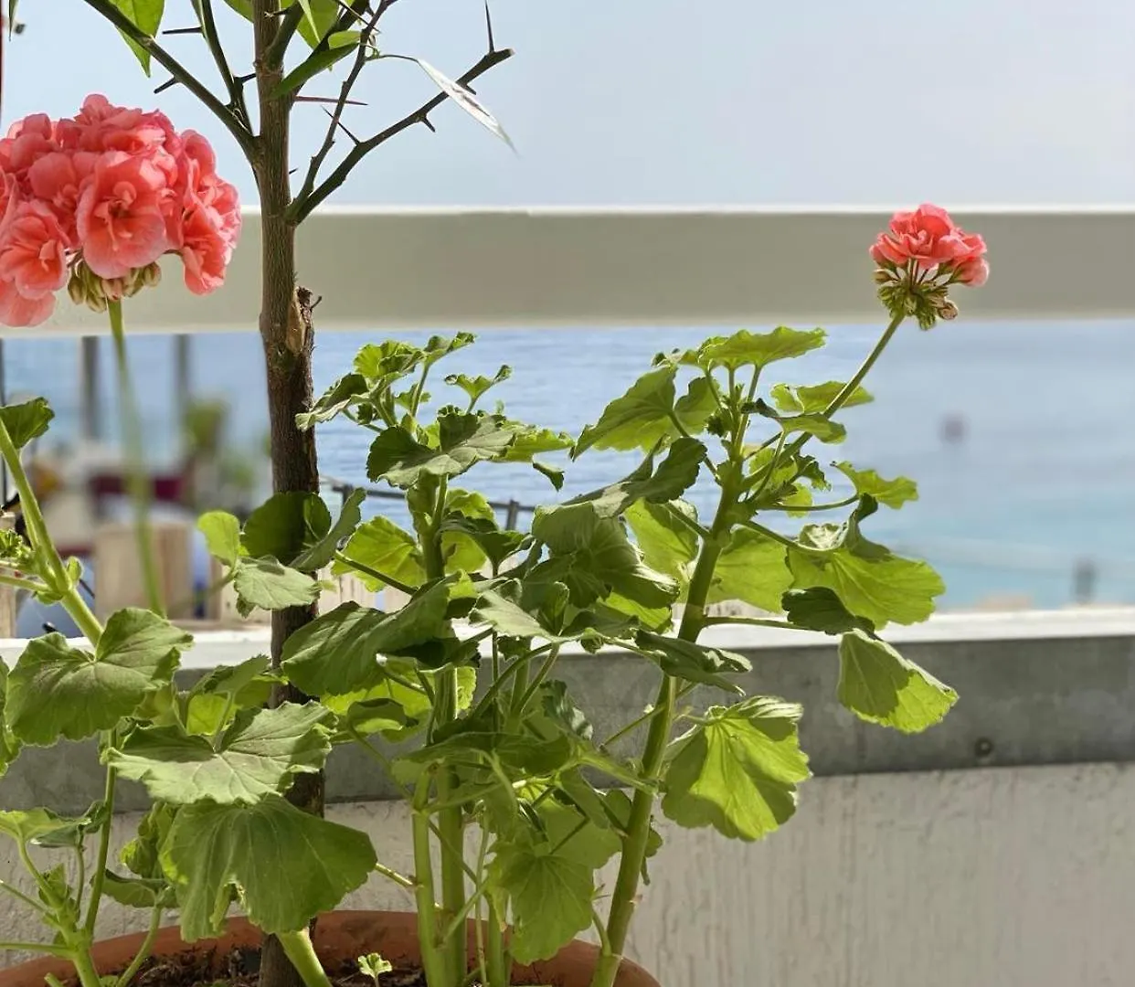 Geo & Art Boutique Hotel Himara Albania